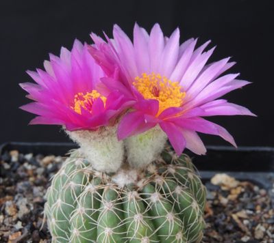 Notocactus