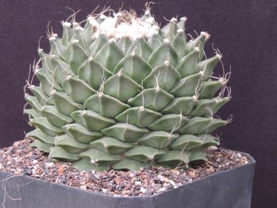 Obergonia