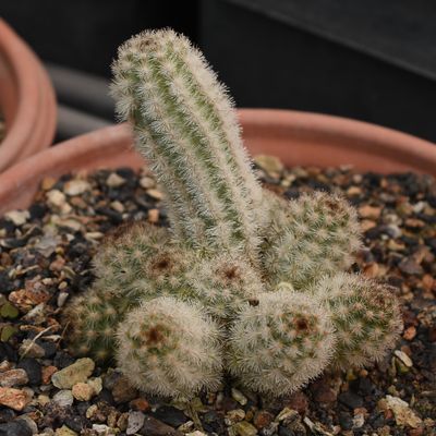 Pygmaeocereus