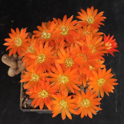 Rebutia / Sulcorebutia