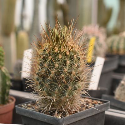 Sclerocactus