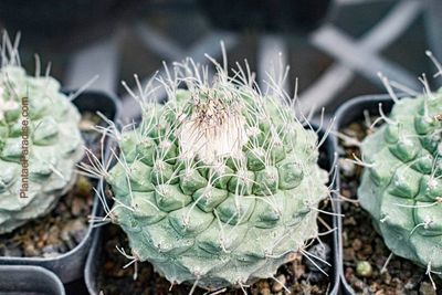 Strombocactus