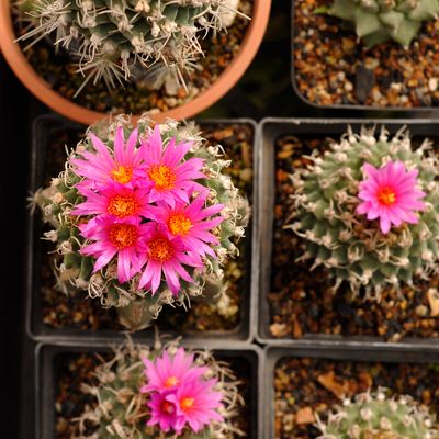 Turbinicarpus