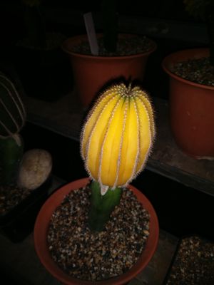 Uebelmannia