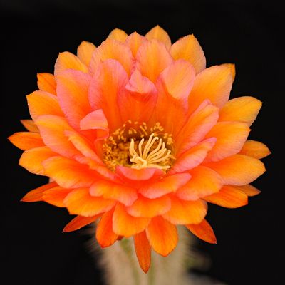 Lobivia, Echinopsis &amp; Trichocerous