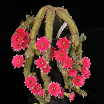 Chamaecereus and Chamaelobivia