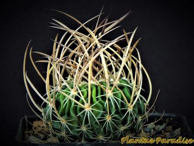 Echinofossulocactus