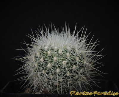 Echinomastus