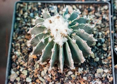 Geohintonia