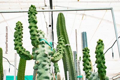 Lophocereus