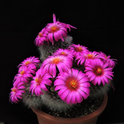 Mammillaria