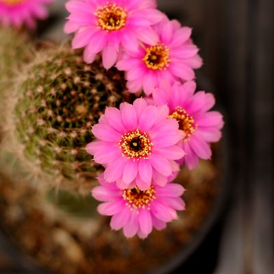 Matucana