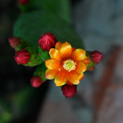 Opuntia