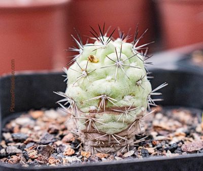 Ortegocactus