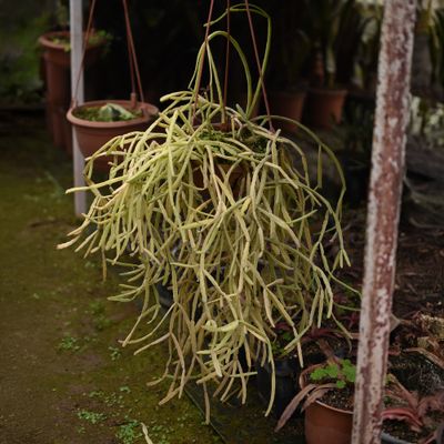 Rhipsalis