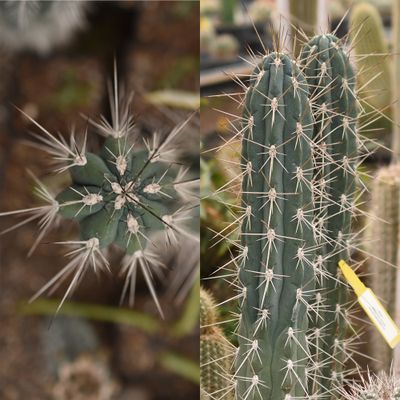 Stetsonia