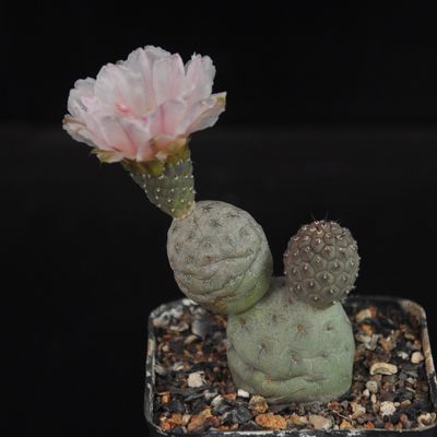 Tephrocactus