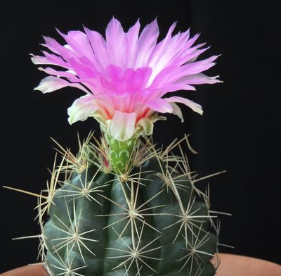 Thelocactus