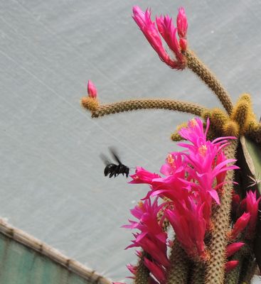 Aporocactus