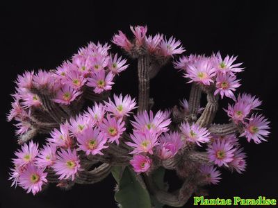 Wilcoxia