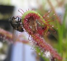 Crafty Carnivores