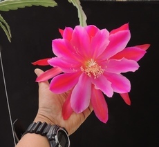 Epiphyllums and Leafy Cactus