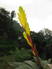 Blazing Bromeliads