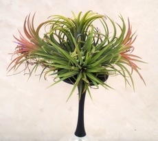 Titillating Tillandsias