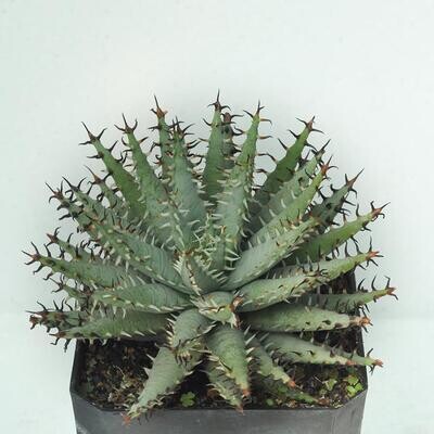 Aloes