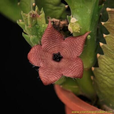 Asclepiads (Stapelias, Orbeas, Heurnias and Hoodias)