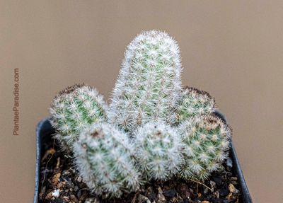 Pygmaeocereus
