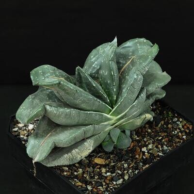 Gasterias or Ox Tongue Plants