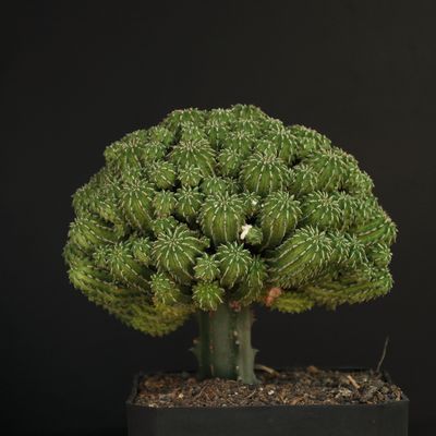 Earthy Euphorbias