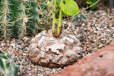 Caudex Plants and Rare Succulents