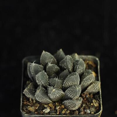 Haworthias