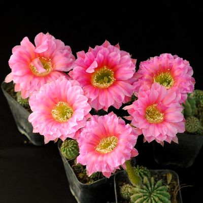 Easter Lily Cactus