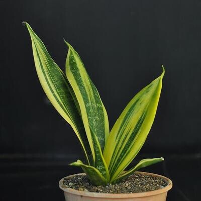 Sansevieria