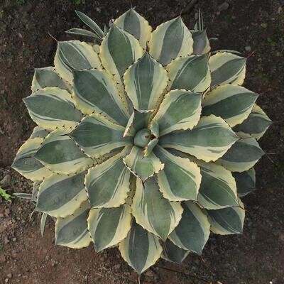 Agaves