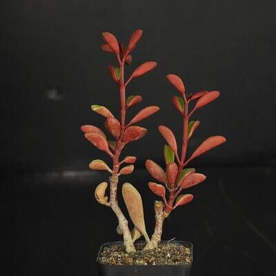 Simple Succulents