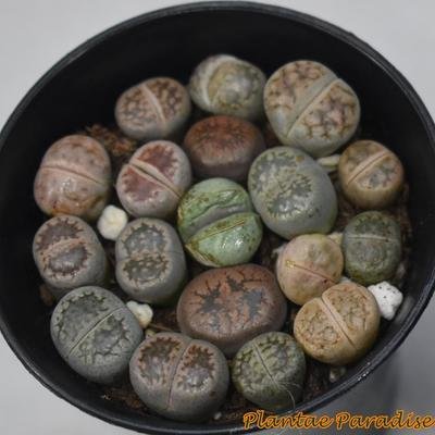 Mesembs - Lithops (Pebble Plants )