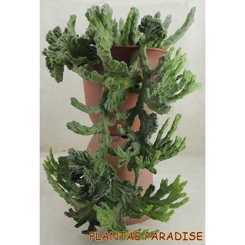 Caralluma crest