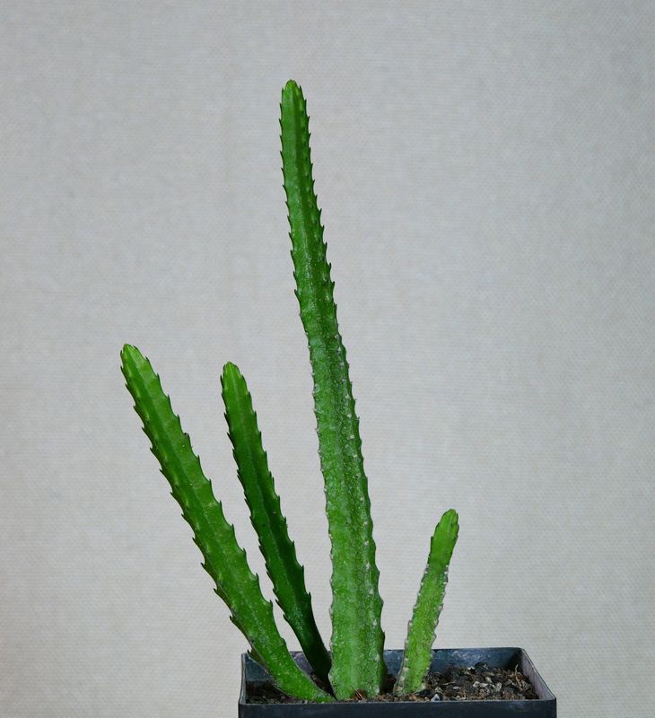 Stapelia hirsuta Red Clone Tiny upright stems in pot