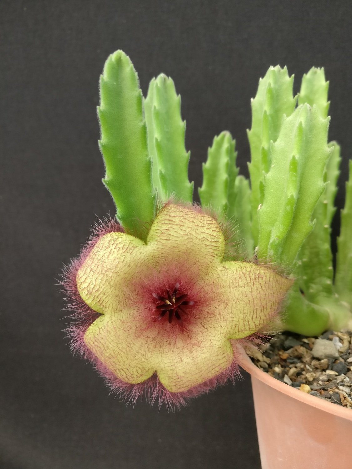 Stapelia hirsuta Red Clone Tiny in bloom with yellow and red flower