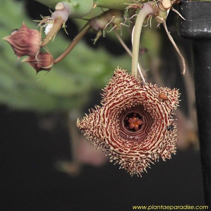 Huernia hystrix var appendiculata Huernia hystrix var appendiculata seed pod with spiny texture