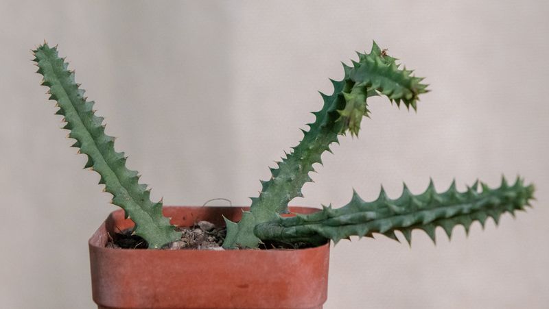 Huernia hystrix var appendiculata