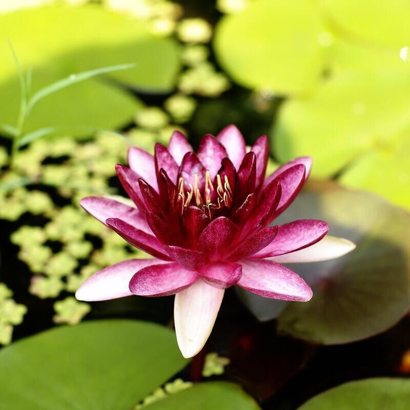 Almost Black (Water Lily)