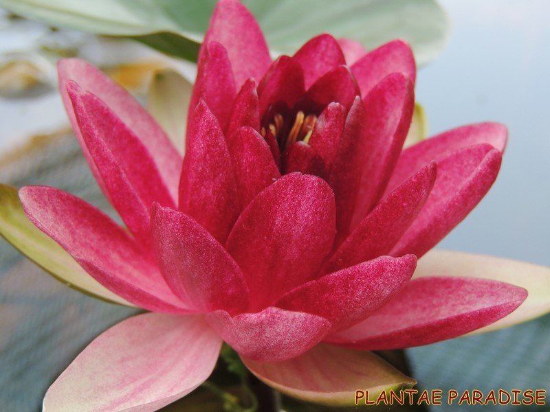 Almost Black (Water Lily)