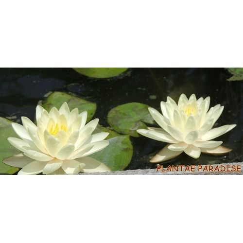 Denver (Water Lily) multiple blooms in water