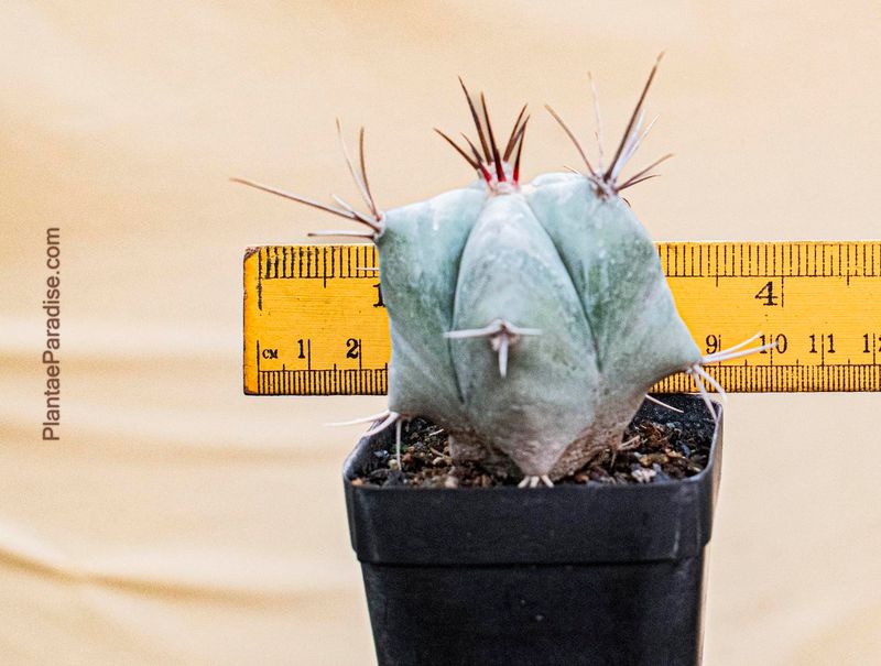 Echinocactus ingens
