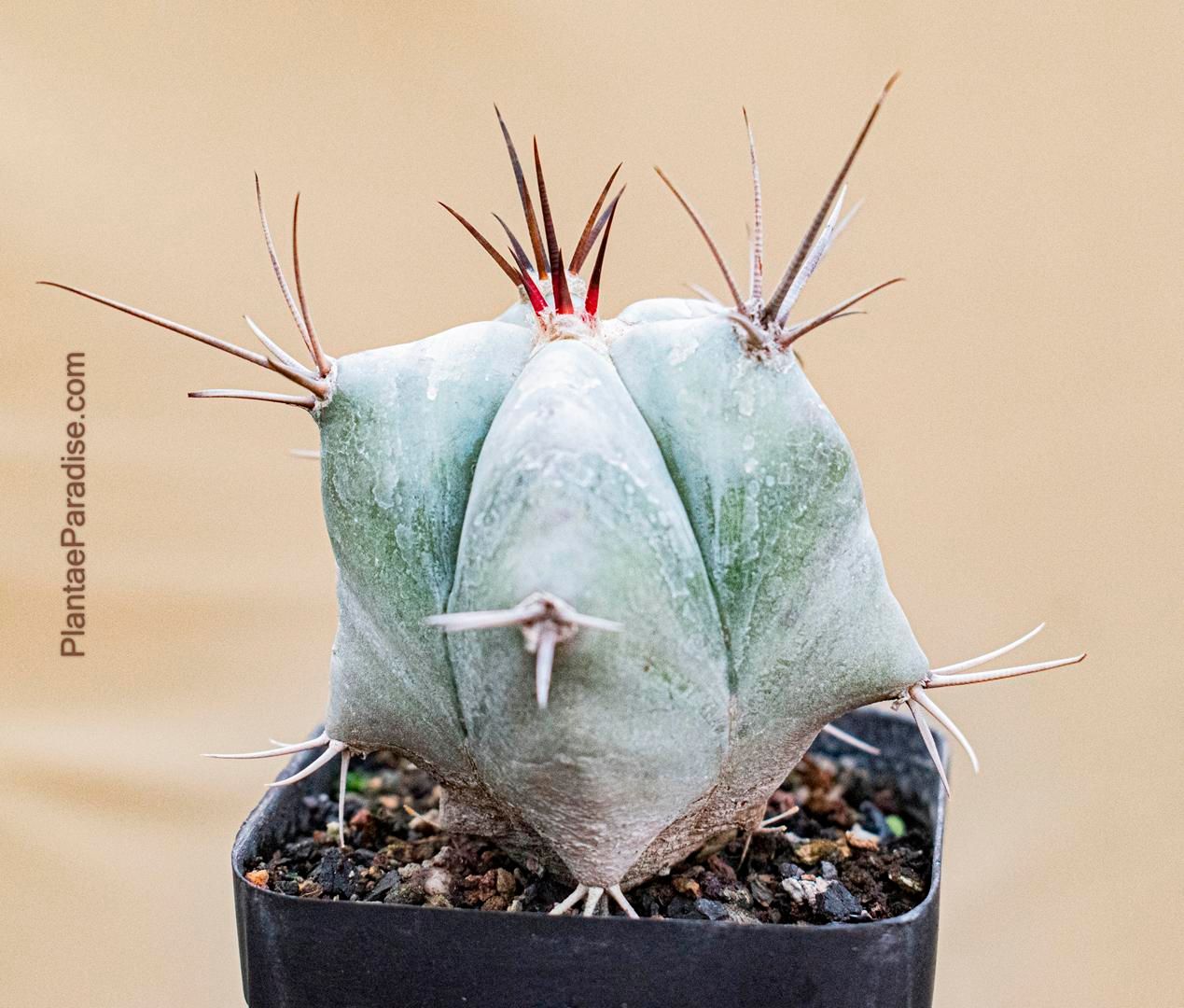 Echinocactus ingens Echinocactus ingens